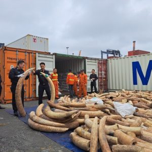 Vietnam seizes largest ever batch of smuggled ivory