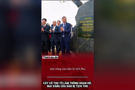 Cây Cổ Thụ Tô Lâm Trồng Hoan Hô, Mai Vàng Của Dân Bị Tịch Thu.