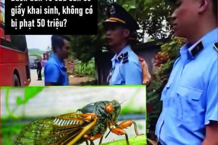 „Giấy khai sinh“ cho ve sầu: Đòn tận thu hay âm mưu độc quyền thực phẩm rừng?